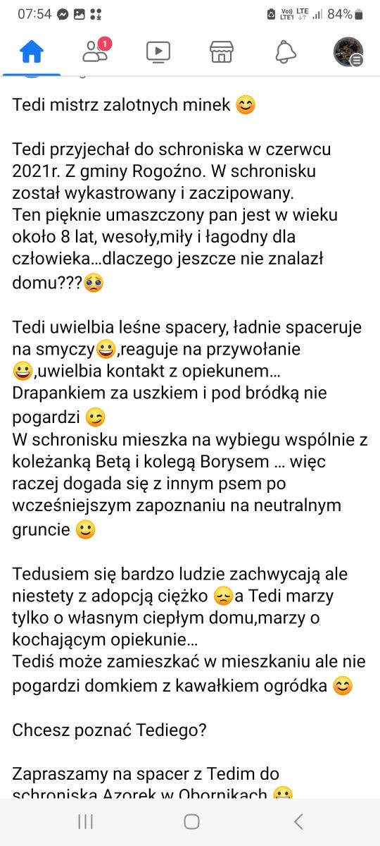 Tedy. Piesio że schroniska AZOREK czeka tylelat (