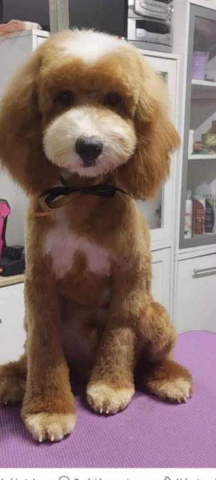 Mini Goldendoodle F1b Chłopczyk