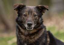 587186 Andrzejek do adopcji