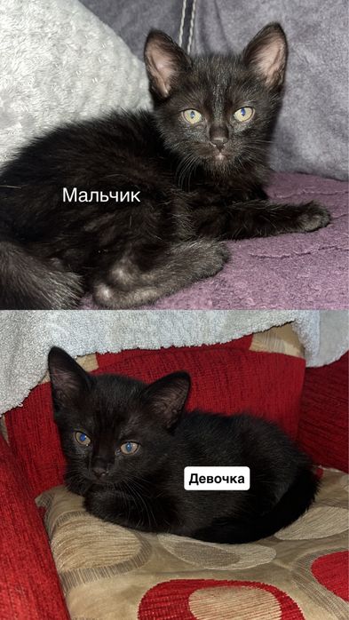 Кошенята ввідам в хороші  руки