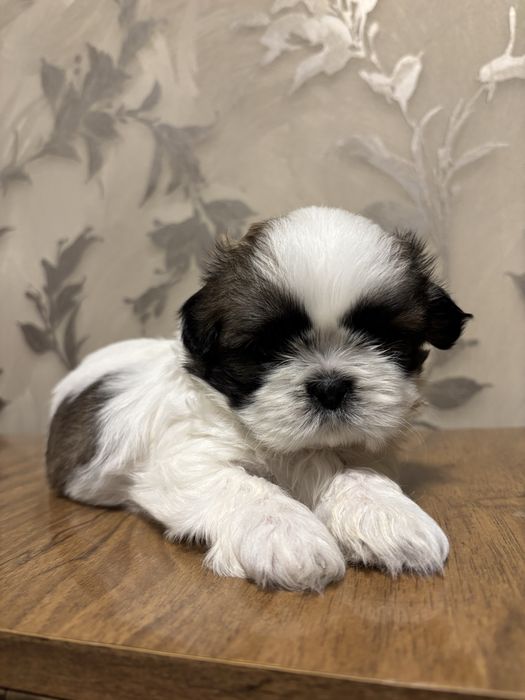 Продам щенков шит-цу