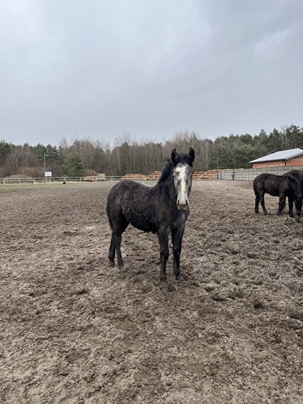 Sprzedam konie śląskie