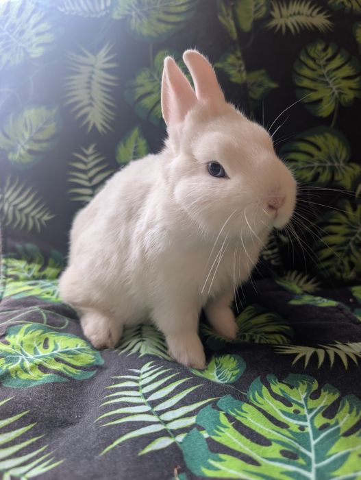 Karzełek, hermelin niebieskooki, metryka