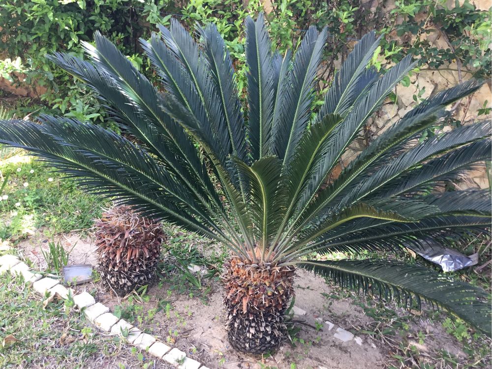 As lindas CYCAS Revolutas para o Seu jardim.