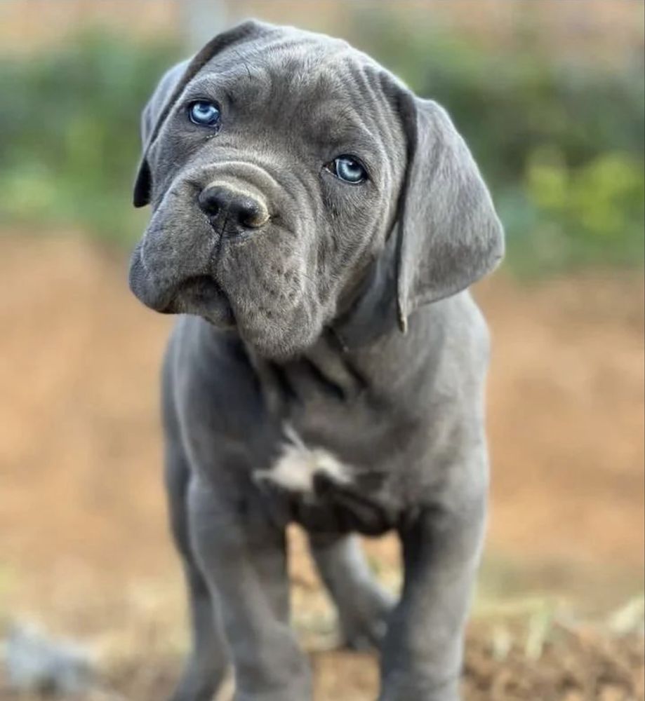 Cane corso Italiano-сірого окрасу