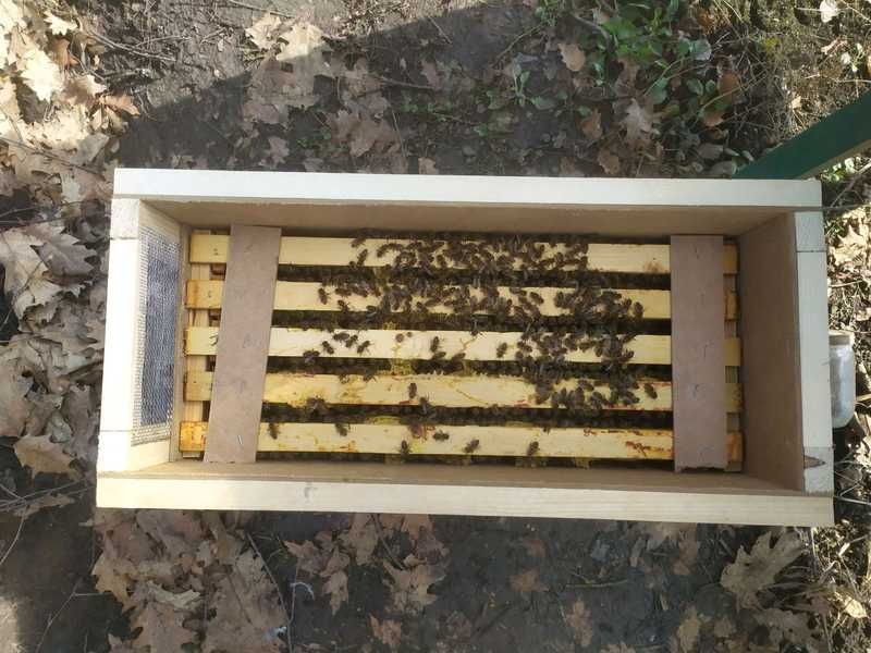 Бджолопакети, карпатянка, 230 мм. рамка (Рута)