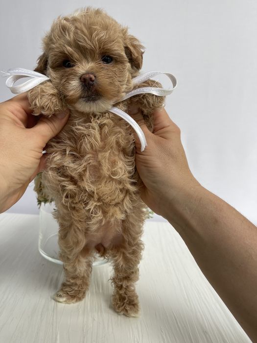 VIP Мальтипу F1 — Ці очі не забудеш ніколи