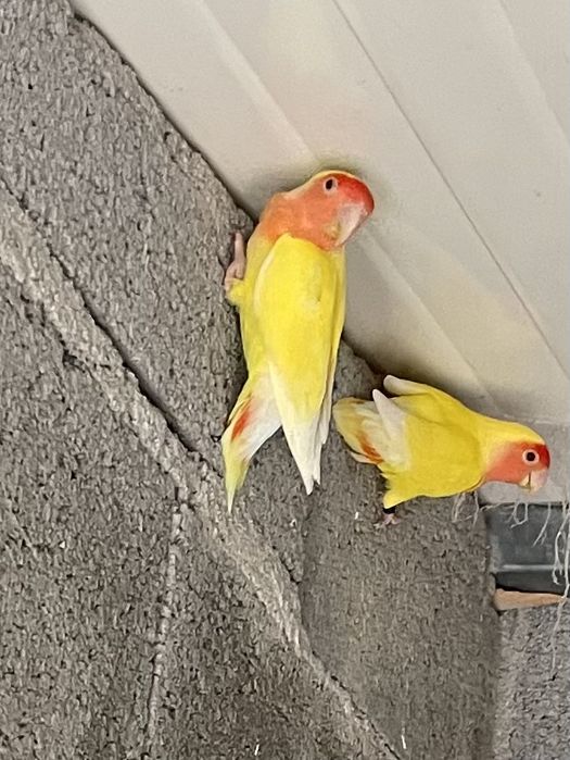 Agapornis Rosseicollis