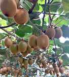 kiwis caseiros e biológicos
