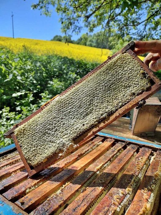 Miód nektarowy rzepakowy Sgpkowalski 1,25 kg