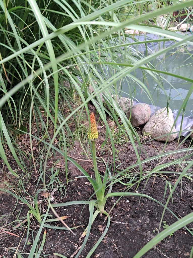 Trytoma groniasta (afrykańska pochodnia) IGŁA KLEOPATRY