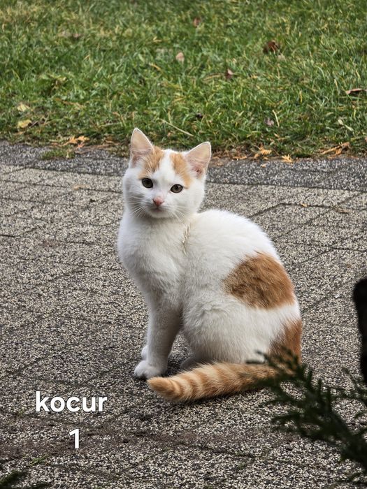 Oddam kotciaki w dobre ręce