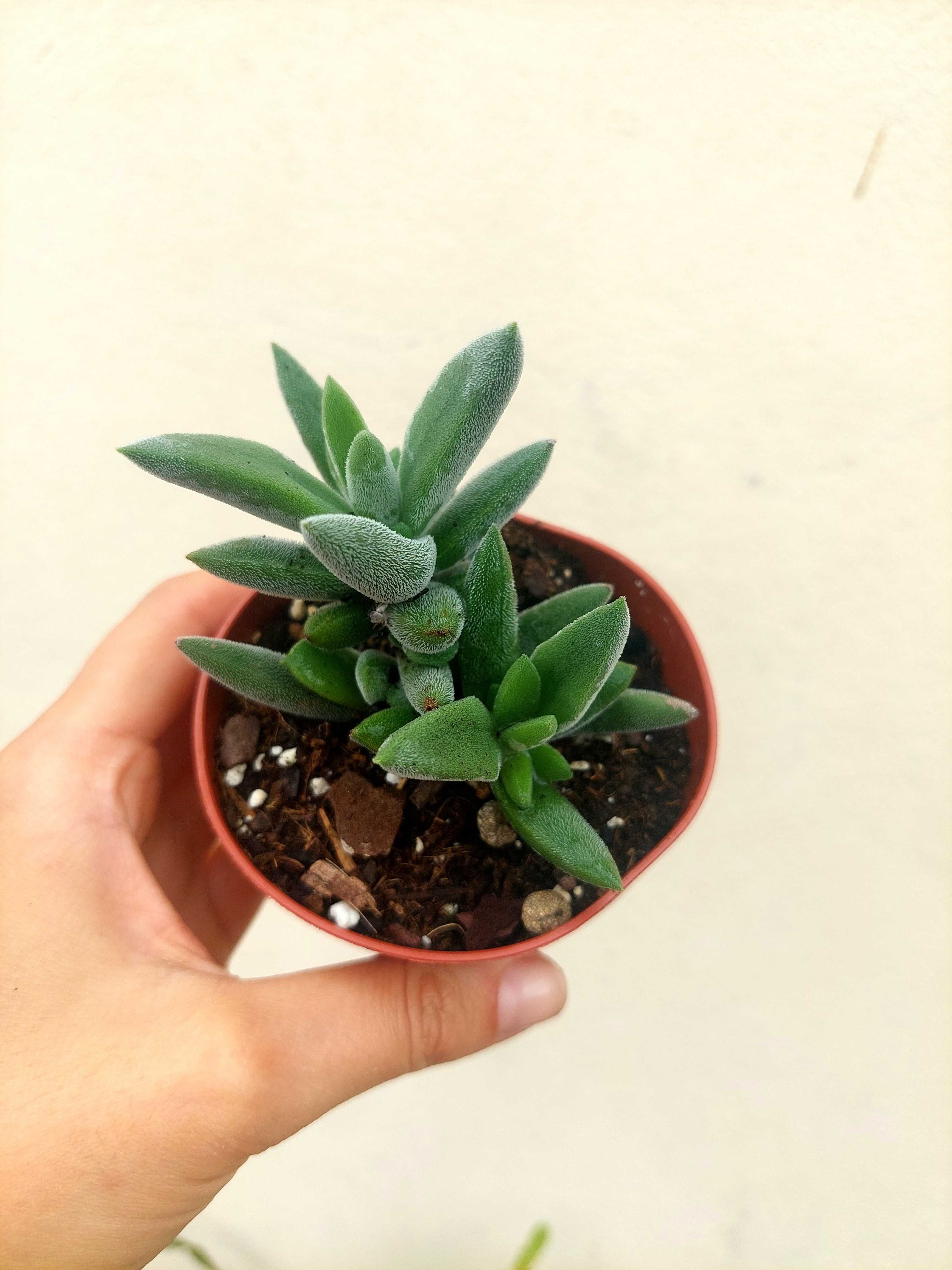 Suculentas variadas 1,5€ cada