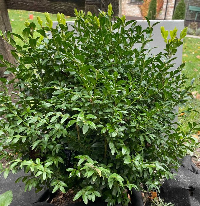 Самшит два кущі 50см в діаметрі