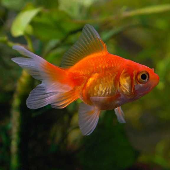 Carassius auratus Welon złoty