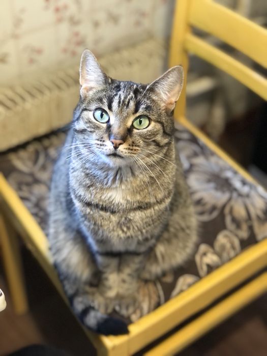 Кошечка 3 года в хорошую семью бесплатно