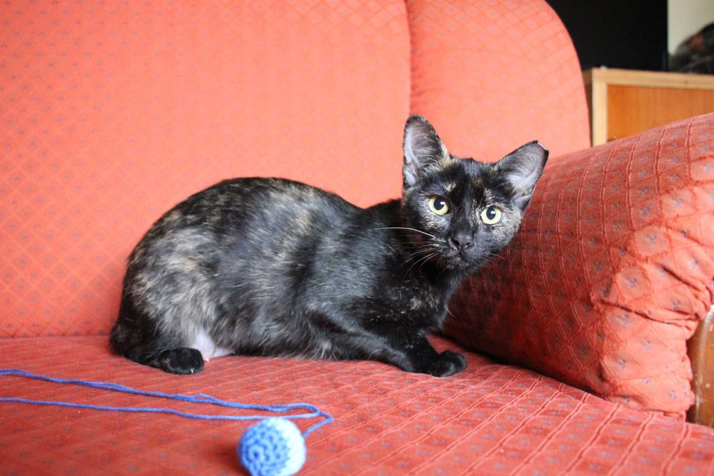 ESTERILIZADA | Gatinha disponível para adoção muito responsável