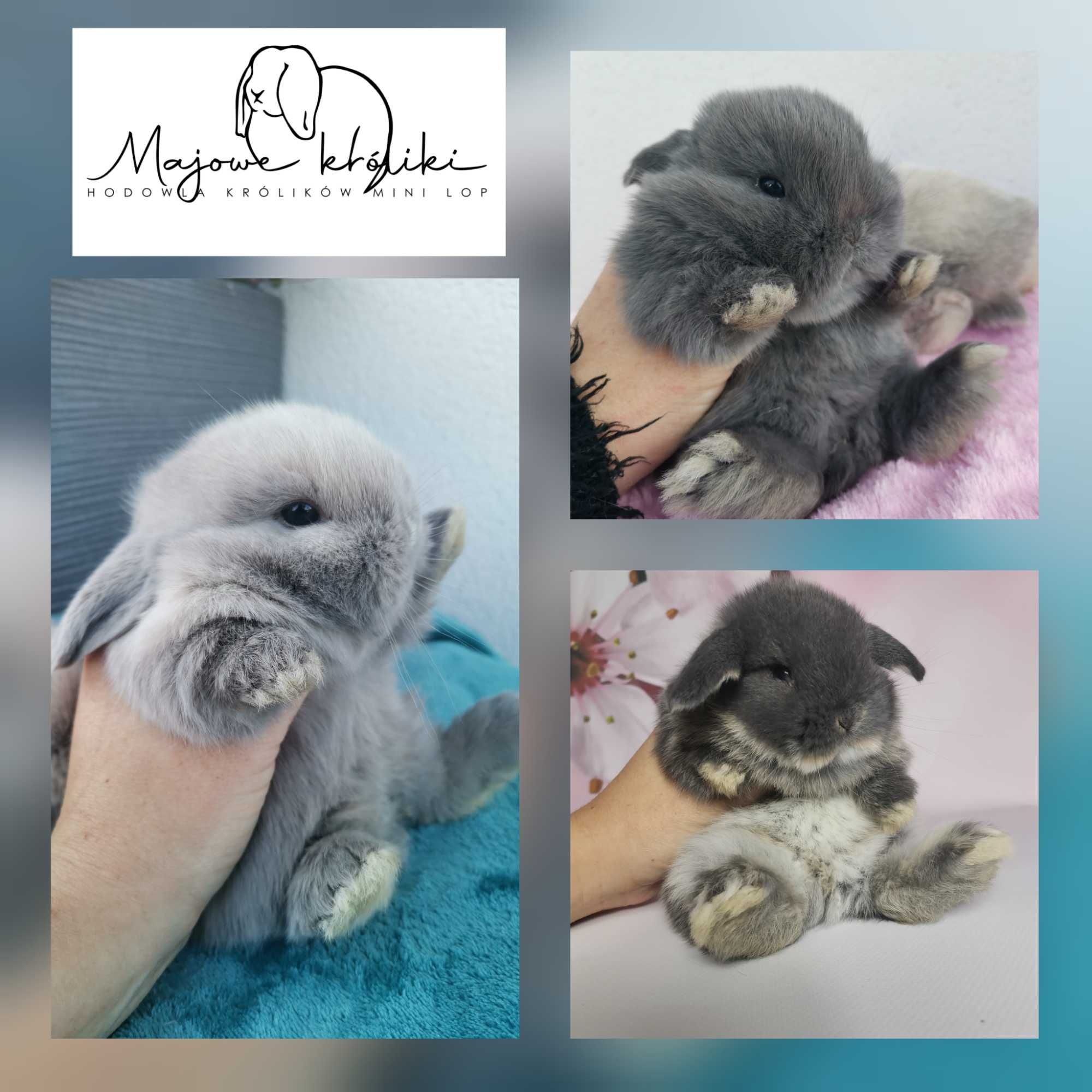 Majowe króliki Mini lop hodowla zarejestrowana