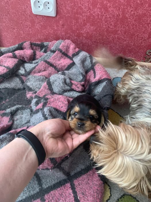 Йорк девочка