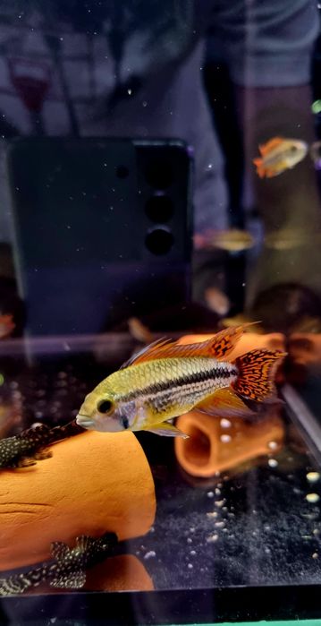 Pielęgniczka kakadu