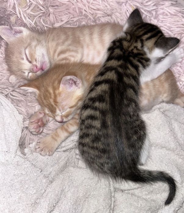 Gatinhos para dar
