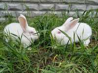 Кролики Термонська біла