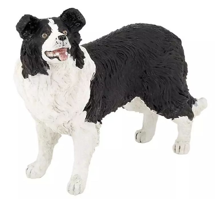 Border collie. Papo