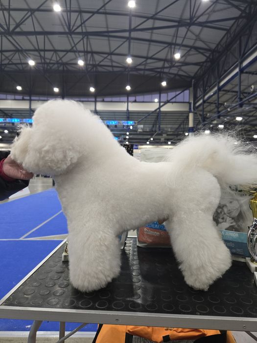 Бишон Фризе. ВЯЗКА.(чемпион 7 стран.шоу класс)