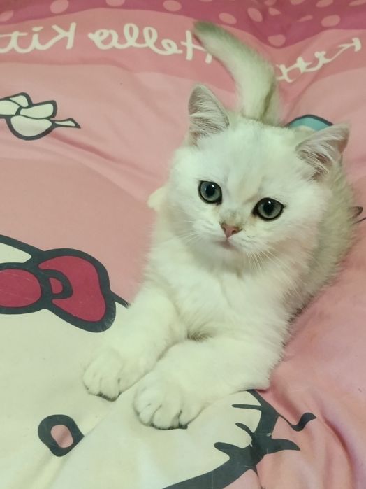 Мультяшний котик