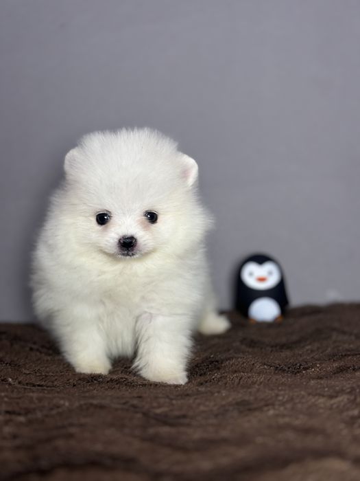 Хлопчик тип ведмедика.