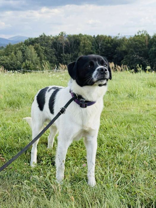 Cudowny Reksio szuka domku