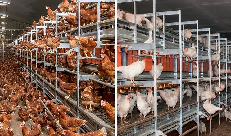 Несучка 12міс ломан-браун