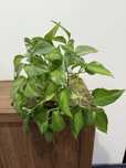 Epipremnum global green