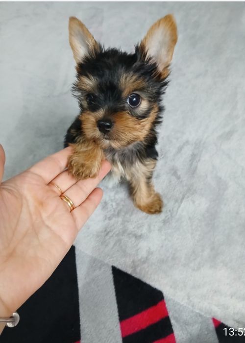 Yorkshire terrier macho  mini
