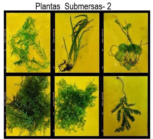 PLANTAS PARA ÁQUARIO - 20 PLANTAS POR 20 EUROS