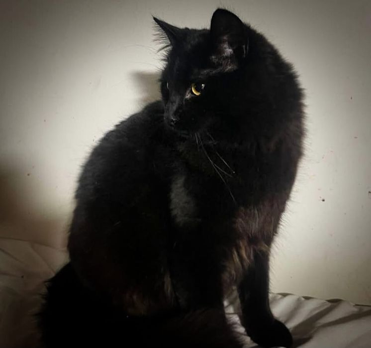 Czarny kocurek szuka domu