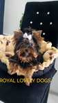 York Yorkshire terrier number 1 piesek cudowny mini