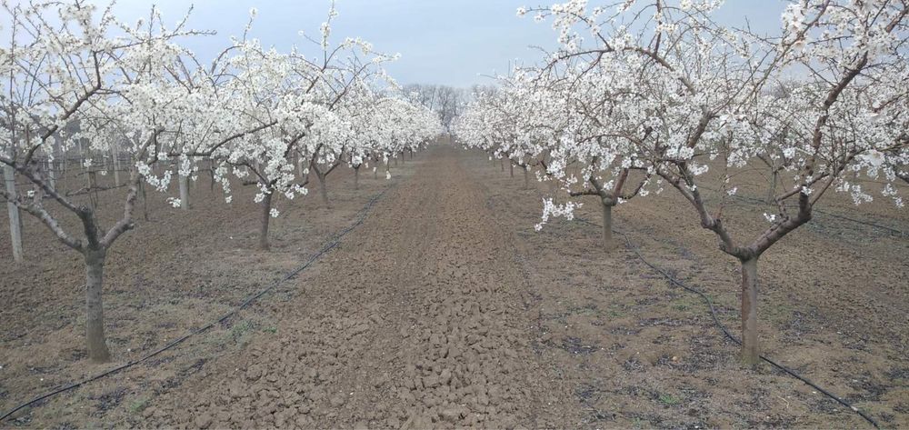 Свіжий солодкий мигдаль, урожай 2025 року