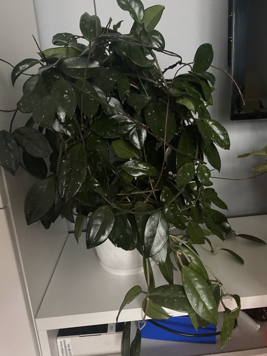 Hoja duży piękny okaz