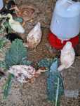 Pintos e patos mudos