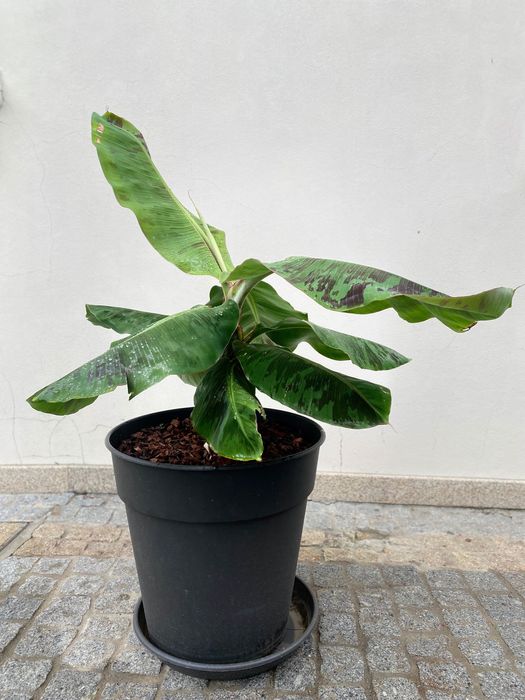 Bananeiras „Musa Dwarf Cavendish“ (4 disponíveis, com rebentos)