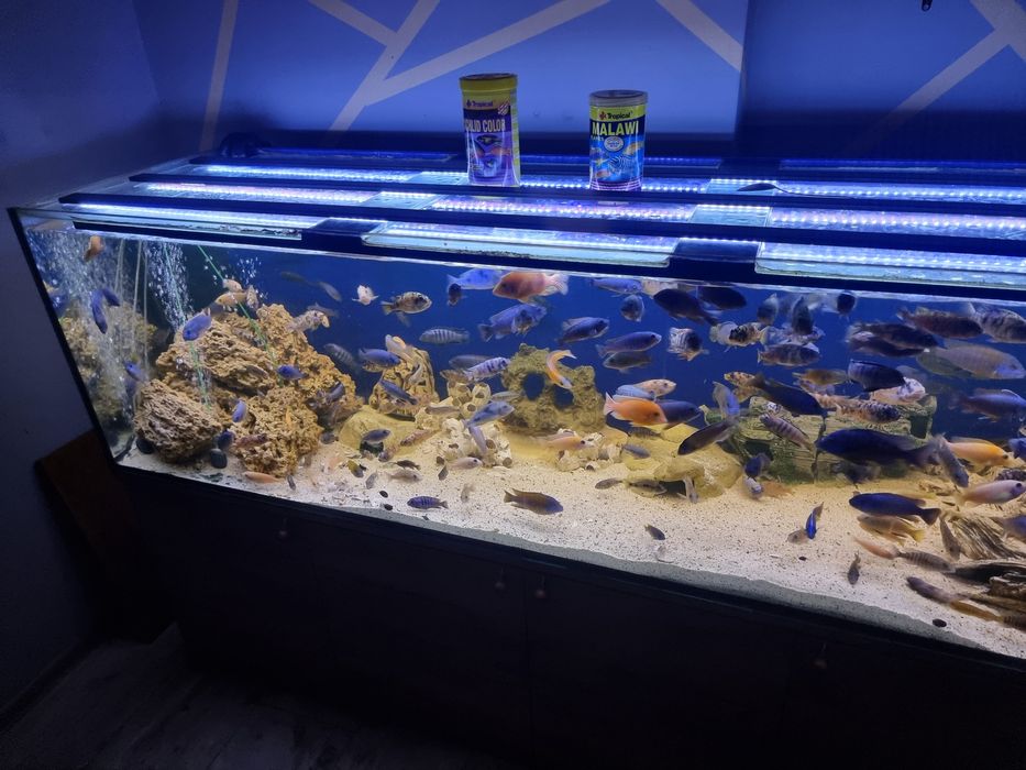 Akwarium 720l z Pyszczakami