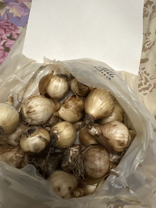 Цибулини нарцисів mix