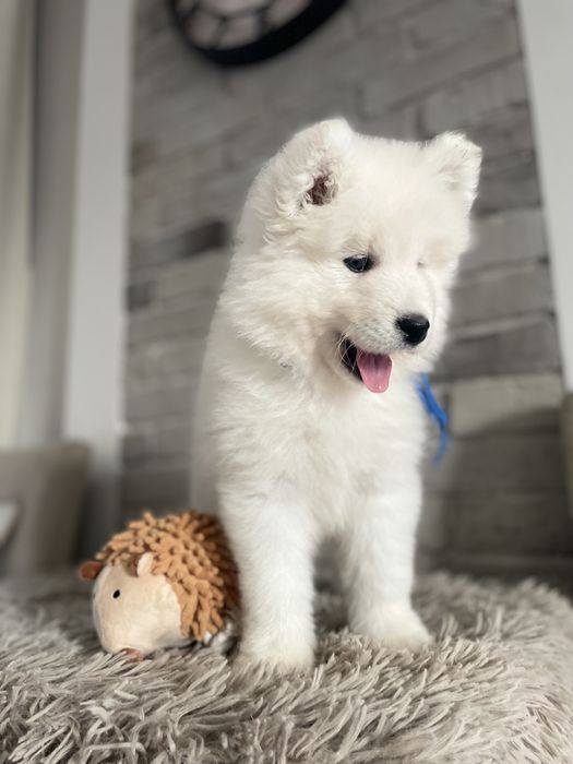 Samoyed, szczeniak, piesek, ZKwP