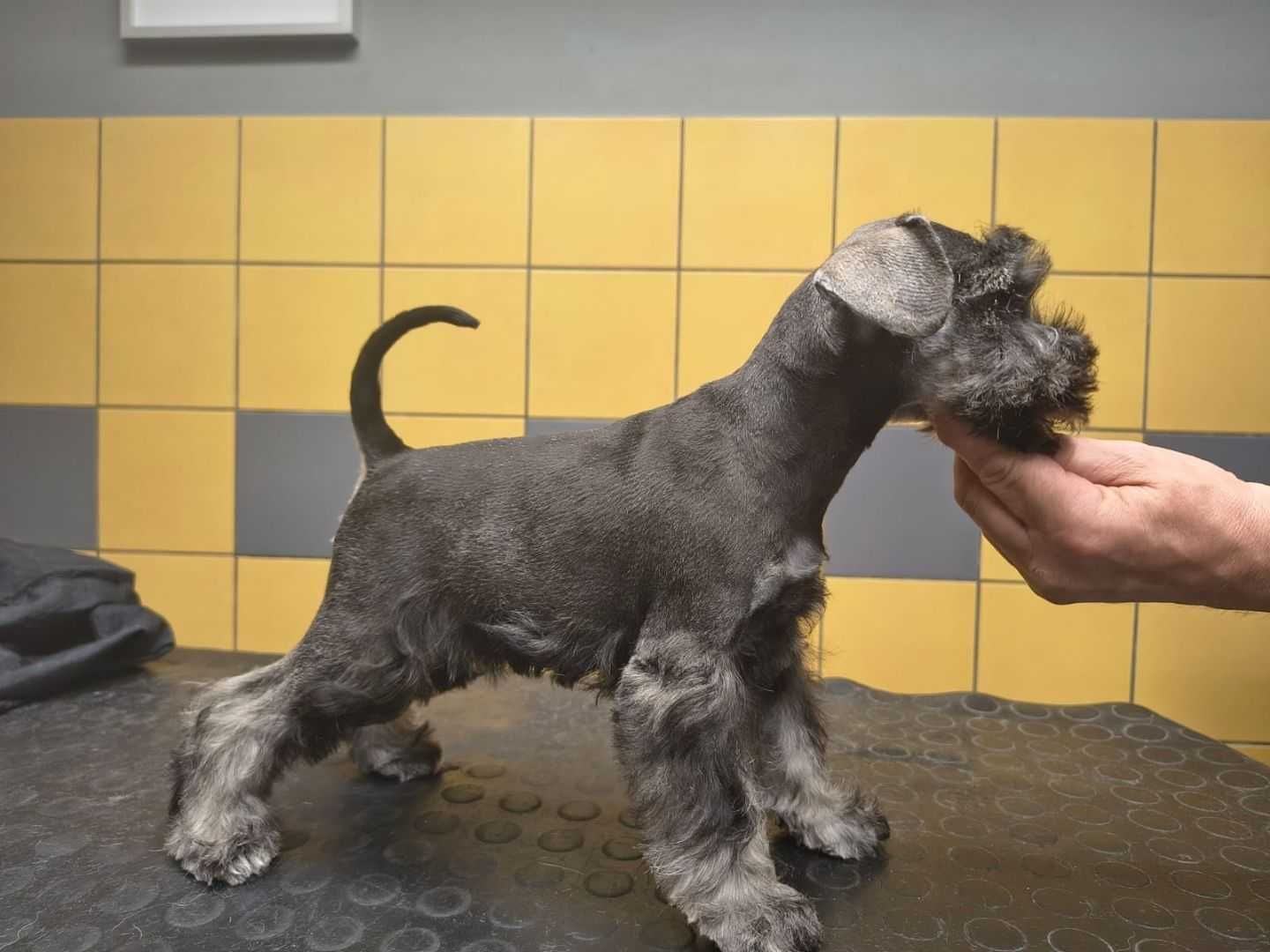 sznaucer miniatura suczka