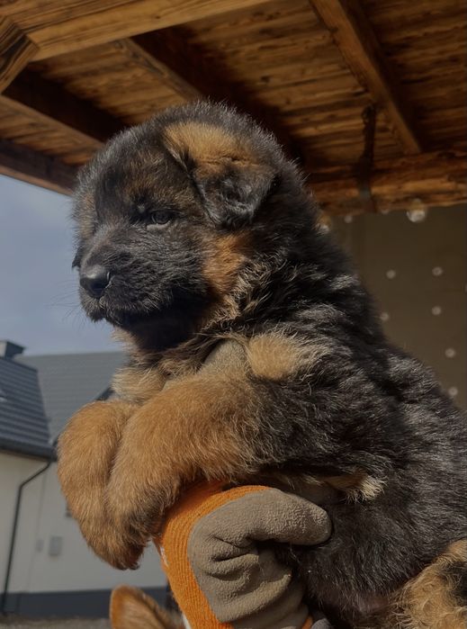 Owczarek niemiecki szczeniak pies
