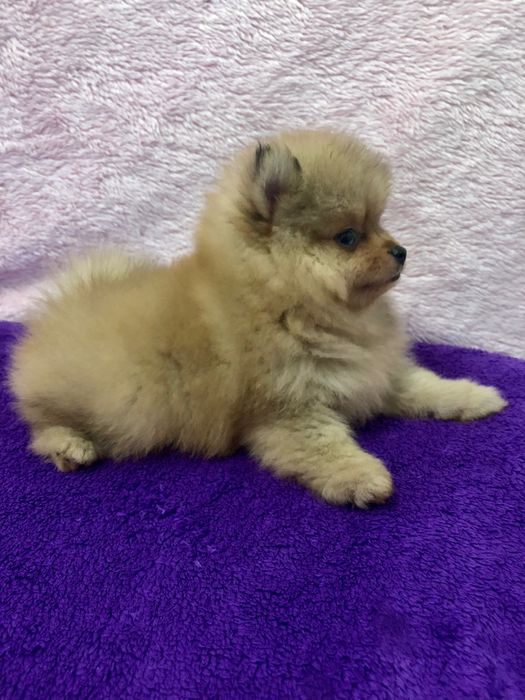 Lulu da Pomerânia Olhos Claros