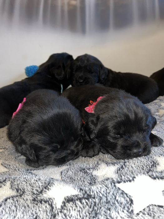 Nowofundland szczeniak