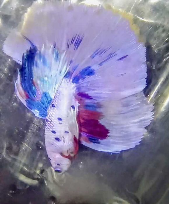 Peixe Betta halfmonn