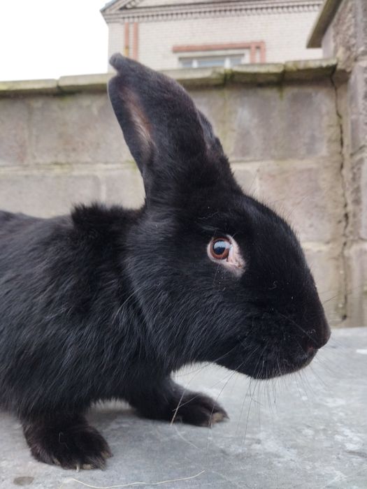 Кролі кролики самець